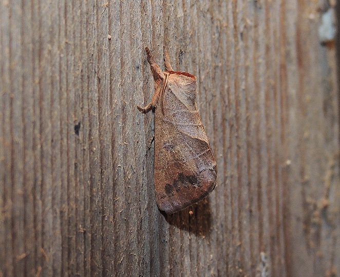 Clostera curtula Notodontidae